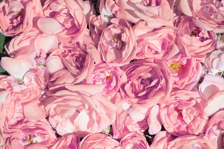 Close-up view of multiple overlapping pink roses in full bloom.