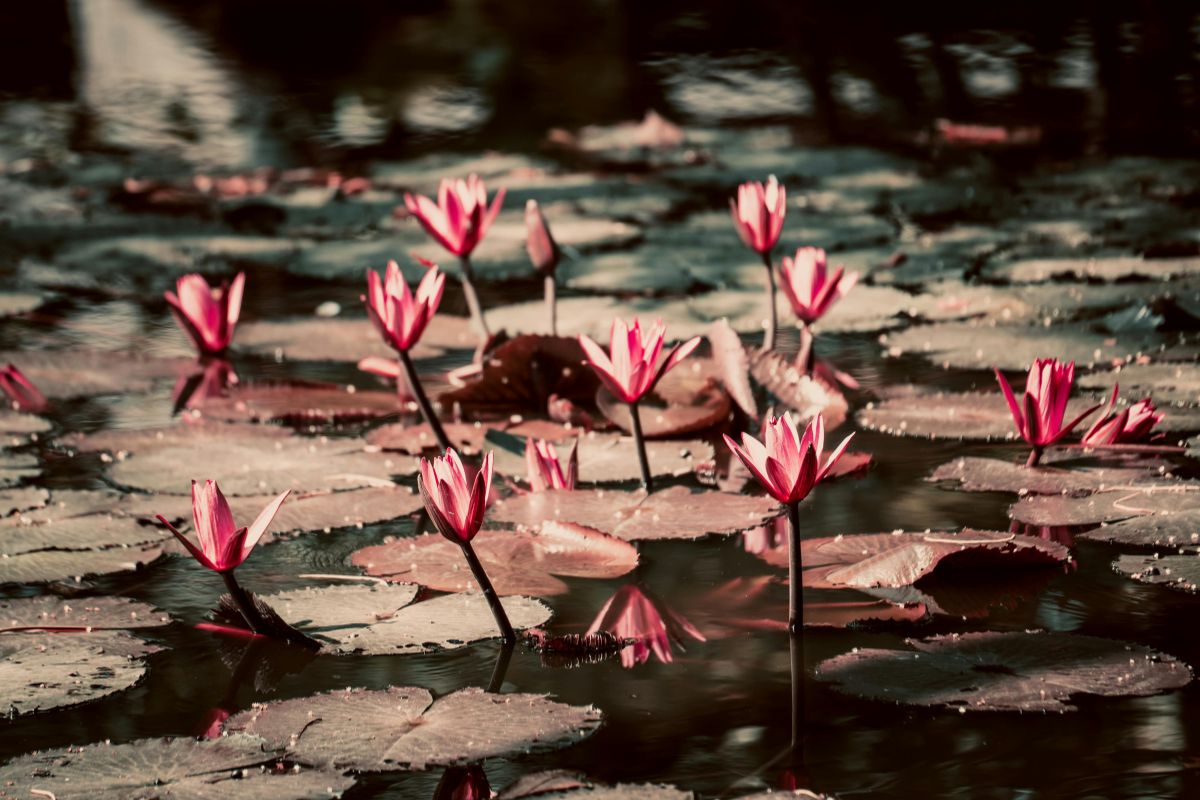 Pink lotus flowers on calm water, symbolizing sacred feminine energy, healing, and Divine Feminine awakening.