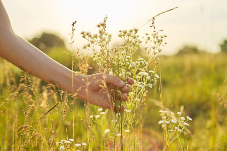 A person's hand holding a bunch of wildflowers in a sunlit field. 