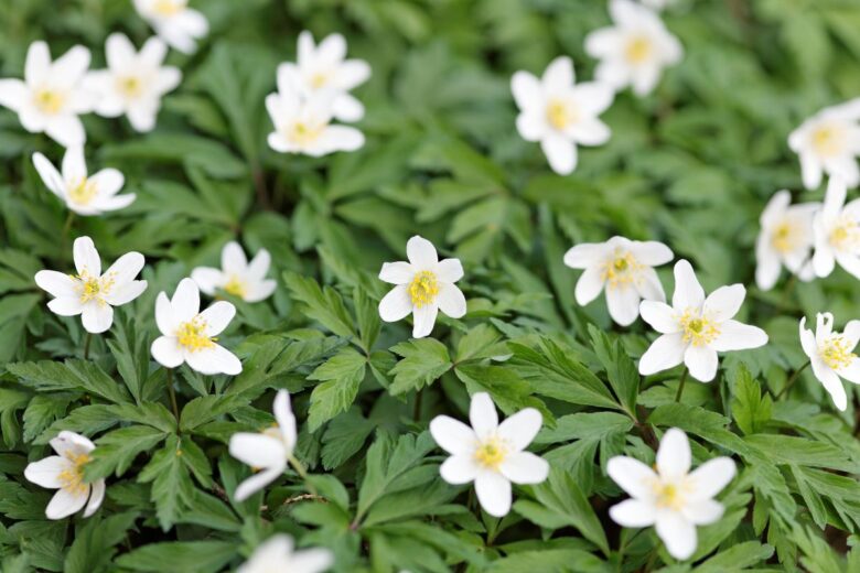 A cluster of white flowers with yellow centers growing among green leaves.