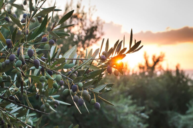 Close-up of an olive branch with green and purple olives, with the sunset in the background.