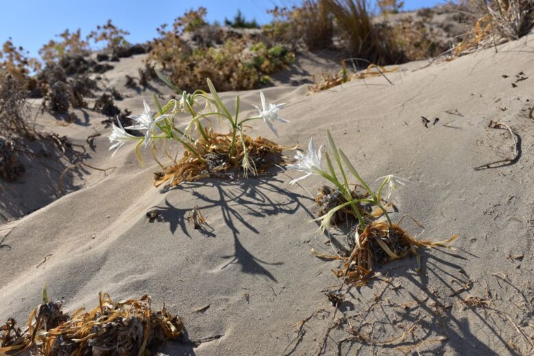White flowers growing on sandy dunes at Elafonisi Beach in Crete, with dry vegetation and a clear blue sky in the background.