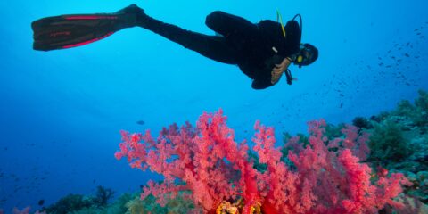 A scuba diver swims near vibrant coral in clear blue ocean water.