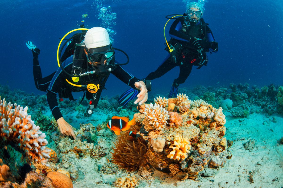 Two scuba divers observe a clownfish near a coral reef underwater.