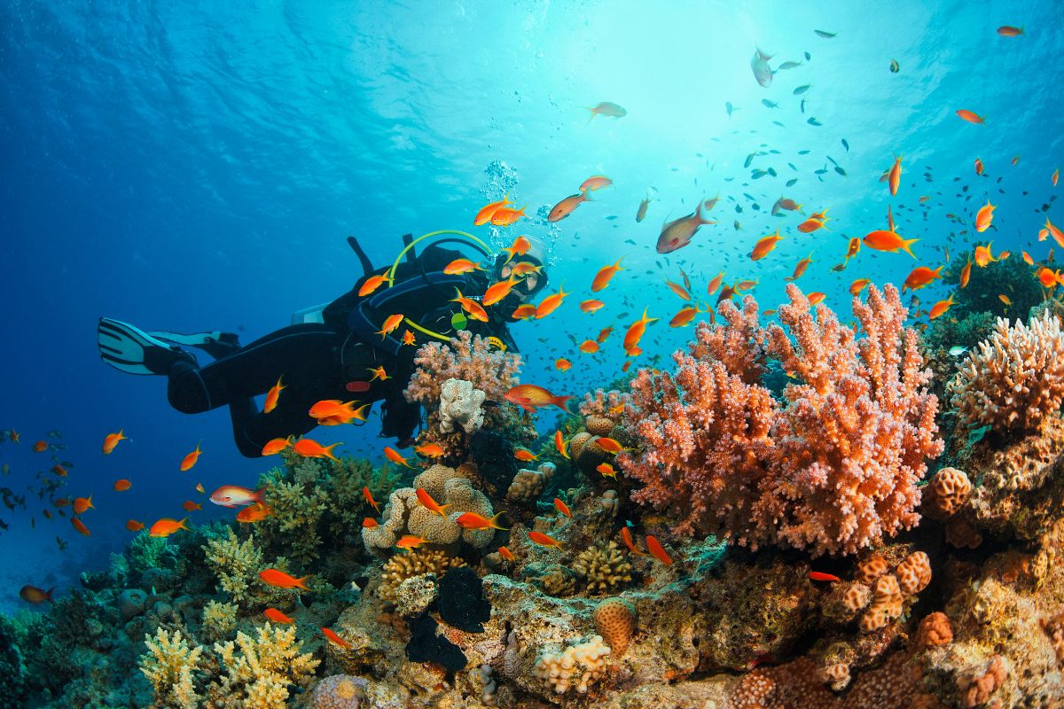 A scuba diver swims near a coral reef surrounded by small orange fish.