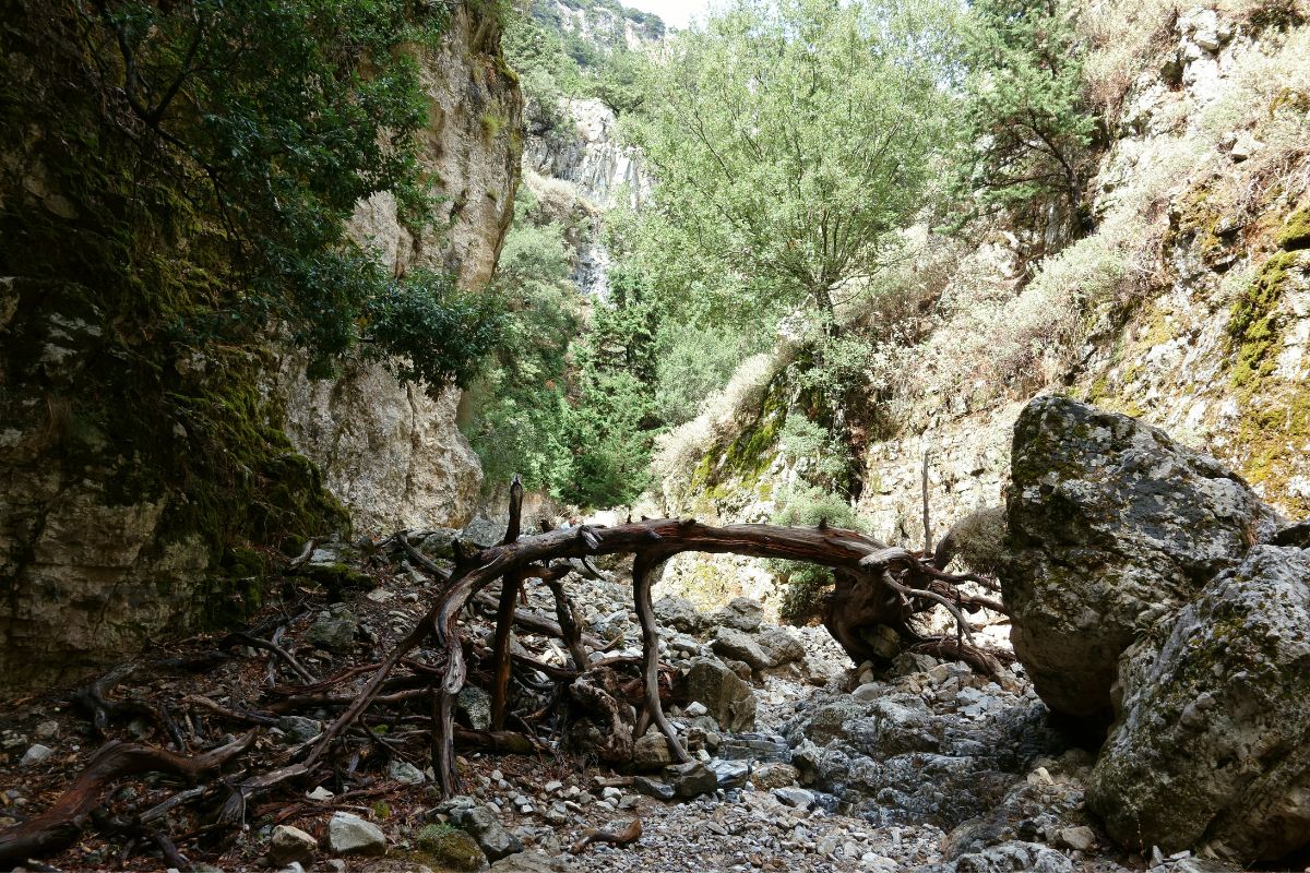 Rocky trail with a fallen tree and greenery inside Imbros Gorge in Crete.