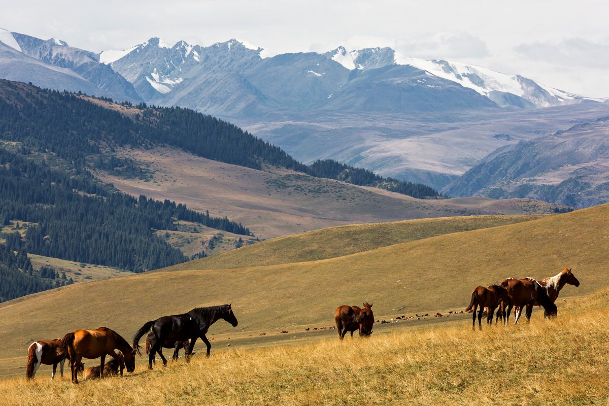 Horses grazing on the Lasithi Plateau with mountain views, a scenic landscape linked to Zeus Crete myths.
