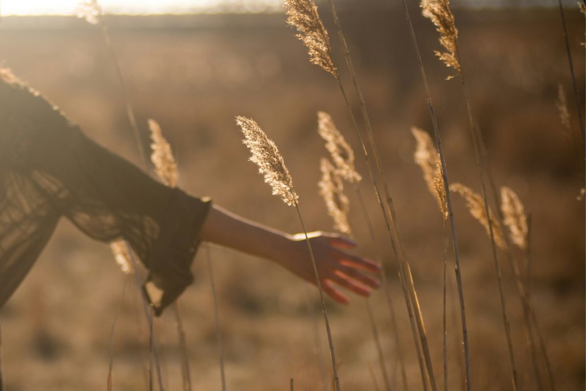 Hand brushing wild grasses at golden hour, symbolizing Divine Feminine Goddess connection to nature and calm renewal.