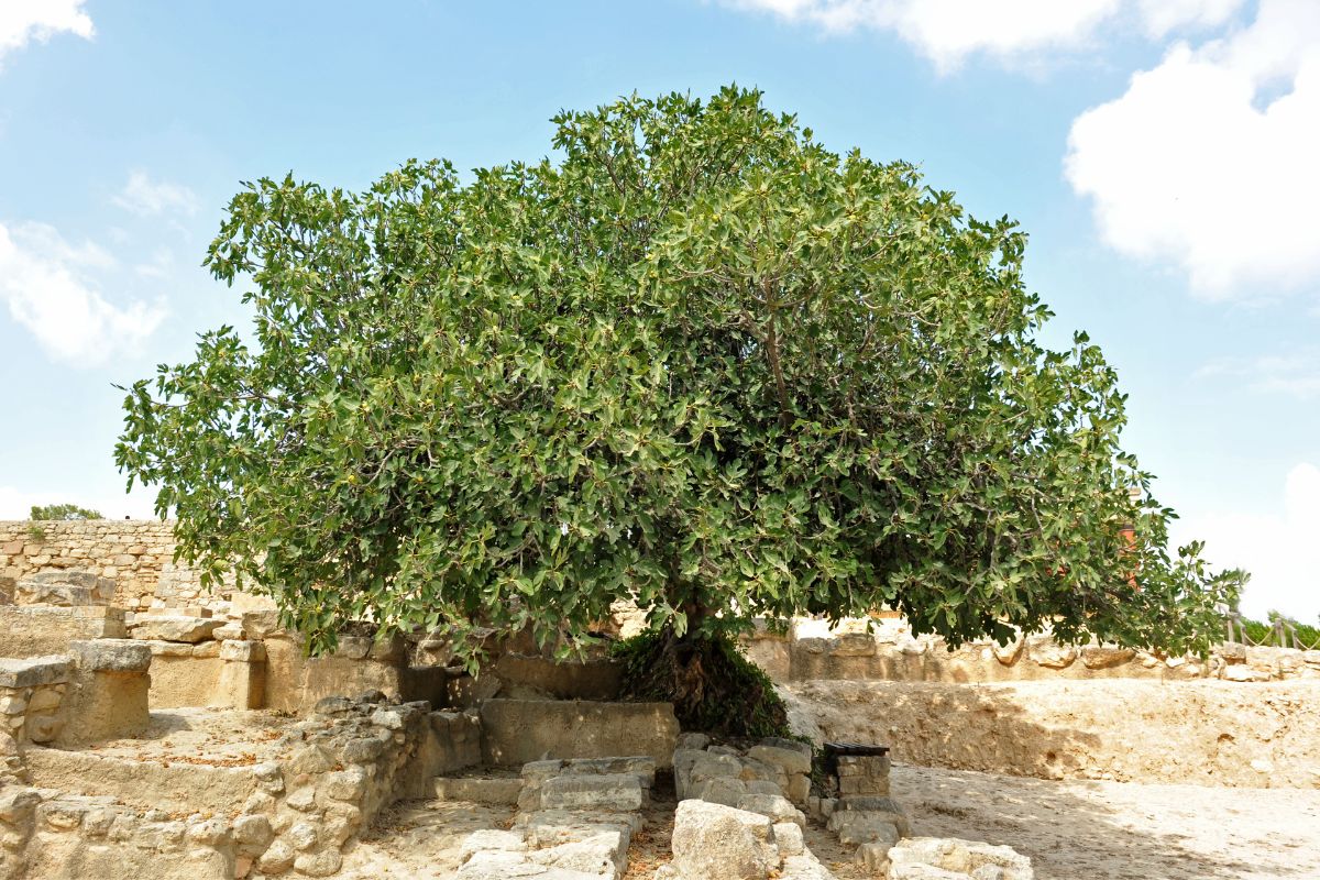 Ancient fig tree growing among stone ruins at an archaeological site in Crete.
