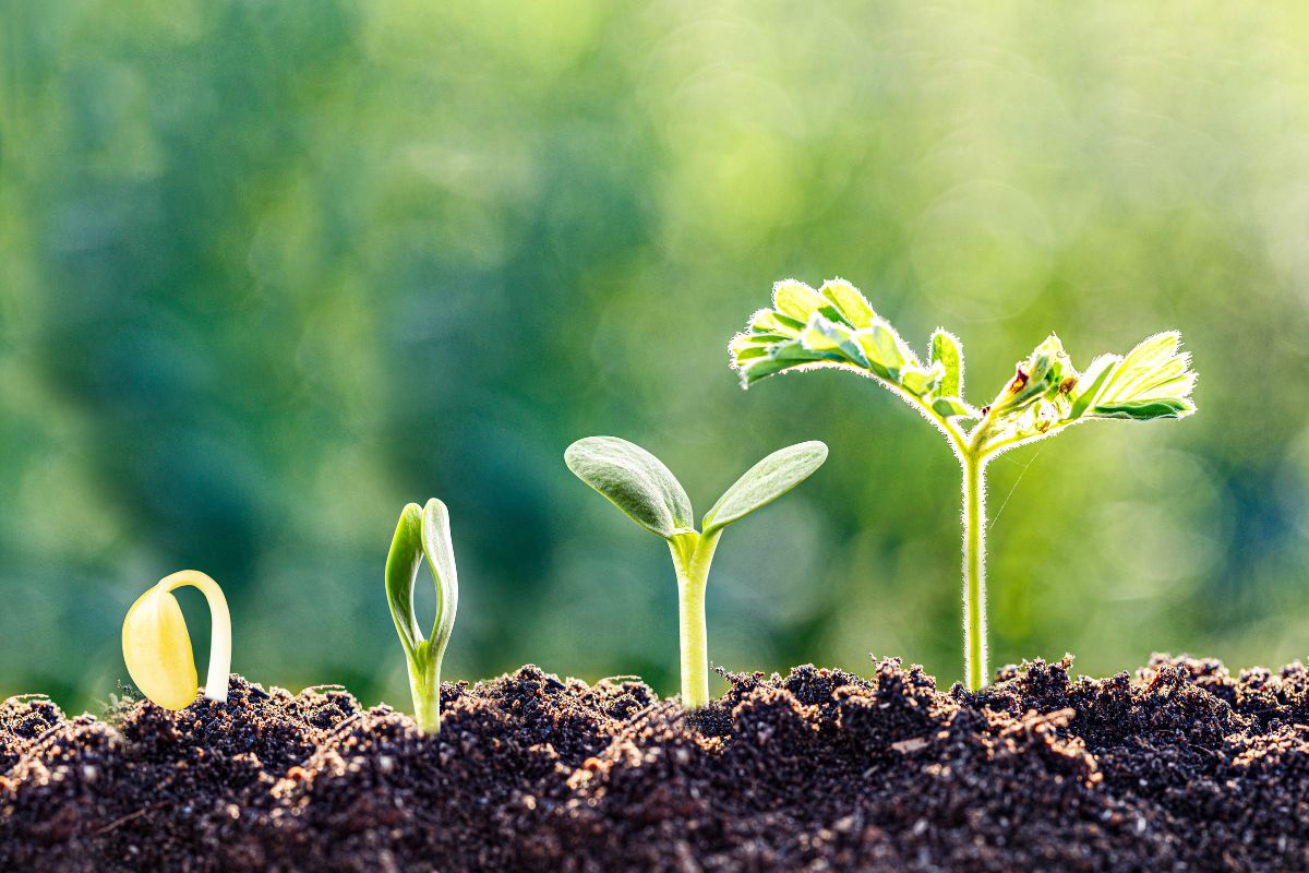 Seedlings sprouting from soil in sunlight, symbolizing growth and new beginnings.