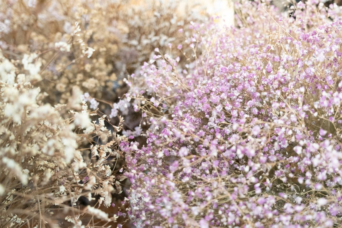 Soft-focus pastel purple and white wildflowers in sunlight, dreamy spring floral background.