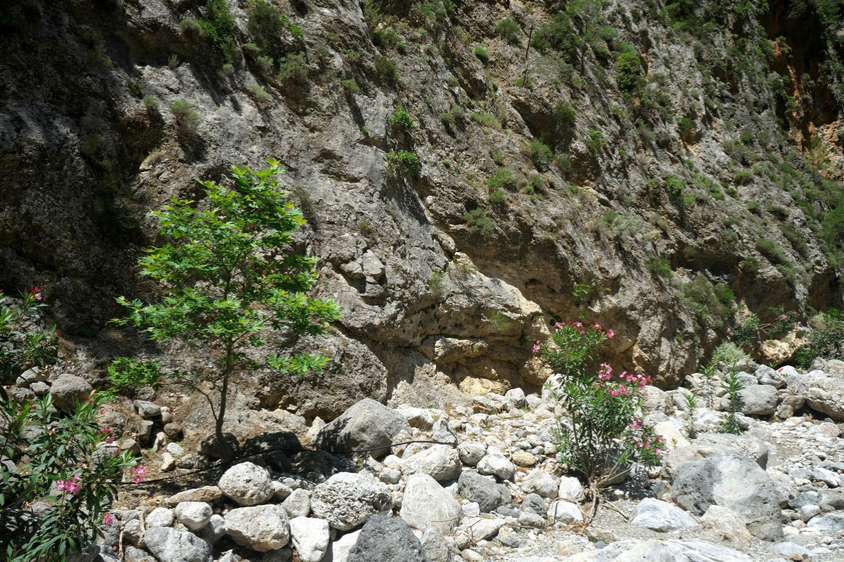Rocky trail inside Samaria Gorge in Crete with steep cliffs, native greenery, and spring flowers