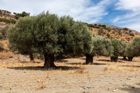 Centuries-old olive grove beside the Megalopotamos River in Asomatos, Crete