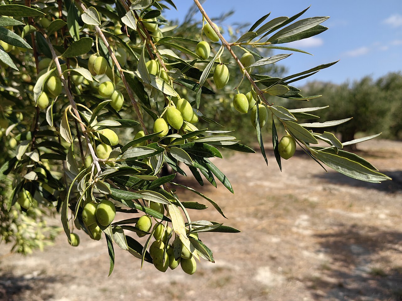 Koroneiki olive tree growing in Sitia, Lasithi, Crete