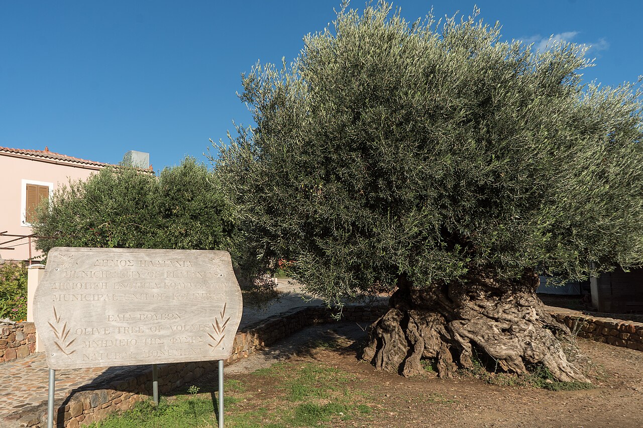 Ancient Olive Tree of Vouves with its twisted hollow trunk in Crete