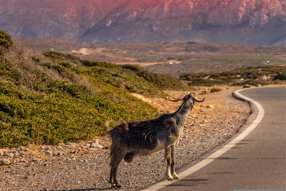 Cretan goat beside a winding mountain road in Crete, surrounded by rugged hills and Mediterranean vegetation.