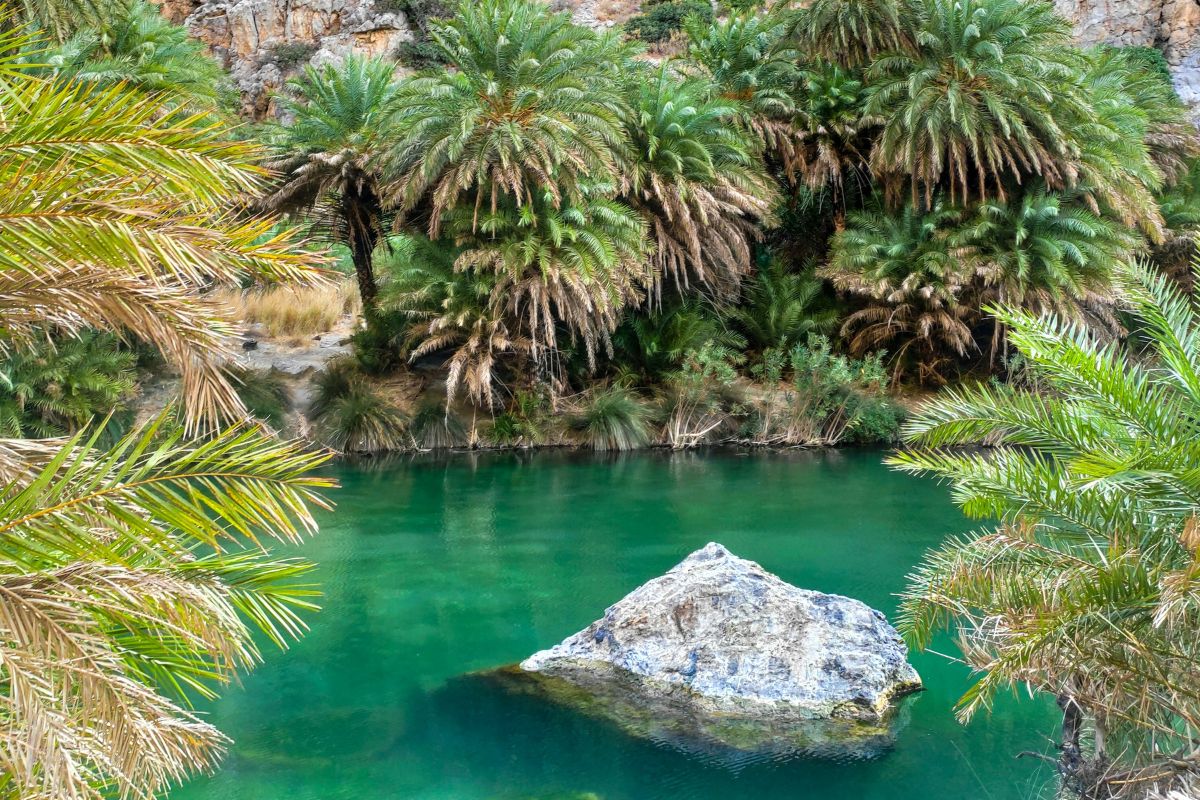Cretan date palm trees at Preveli palm beach along the Rethymno south coast.