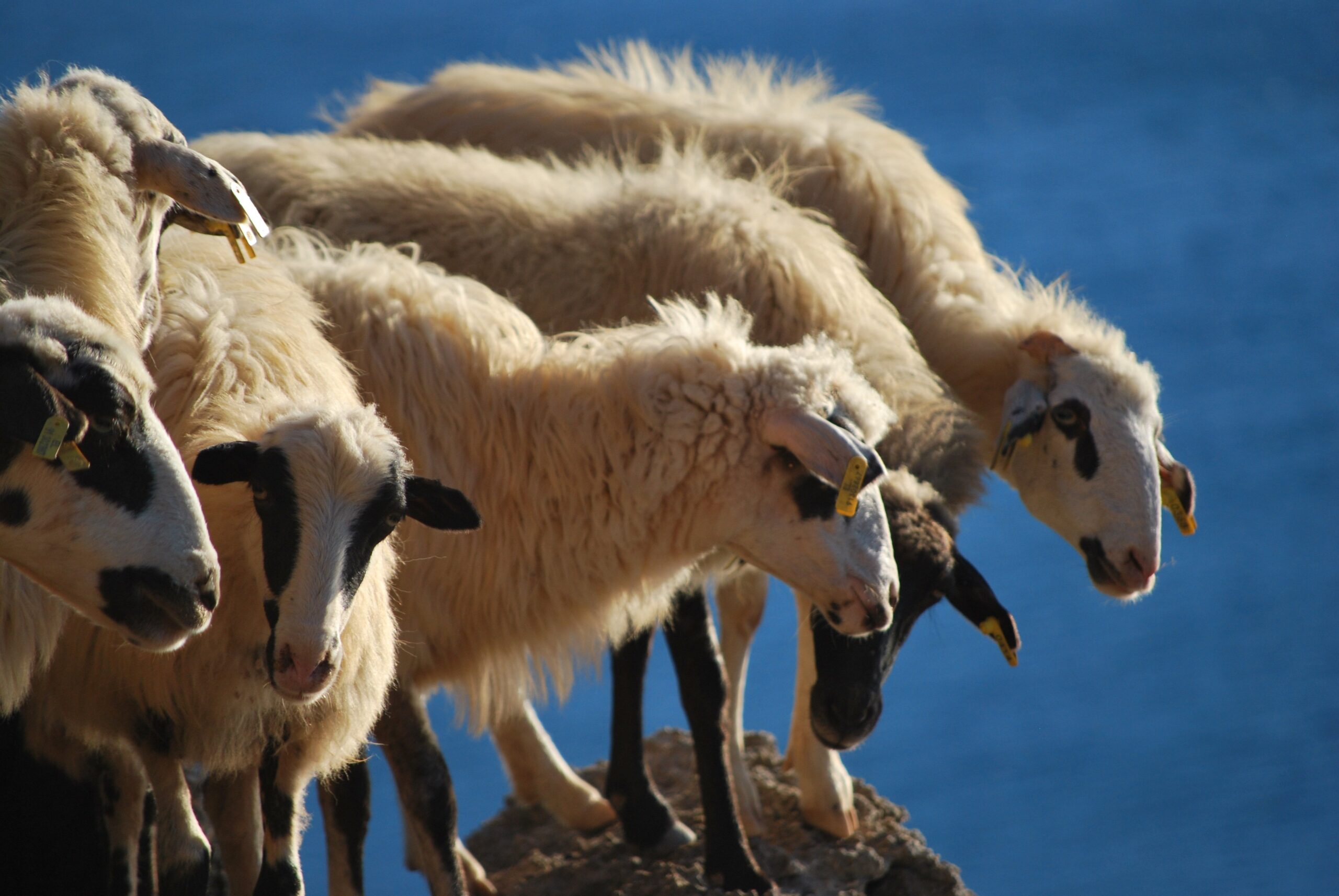 sheep in east crete
