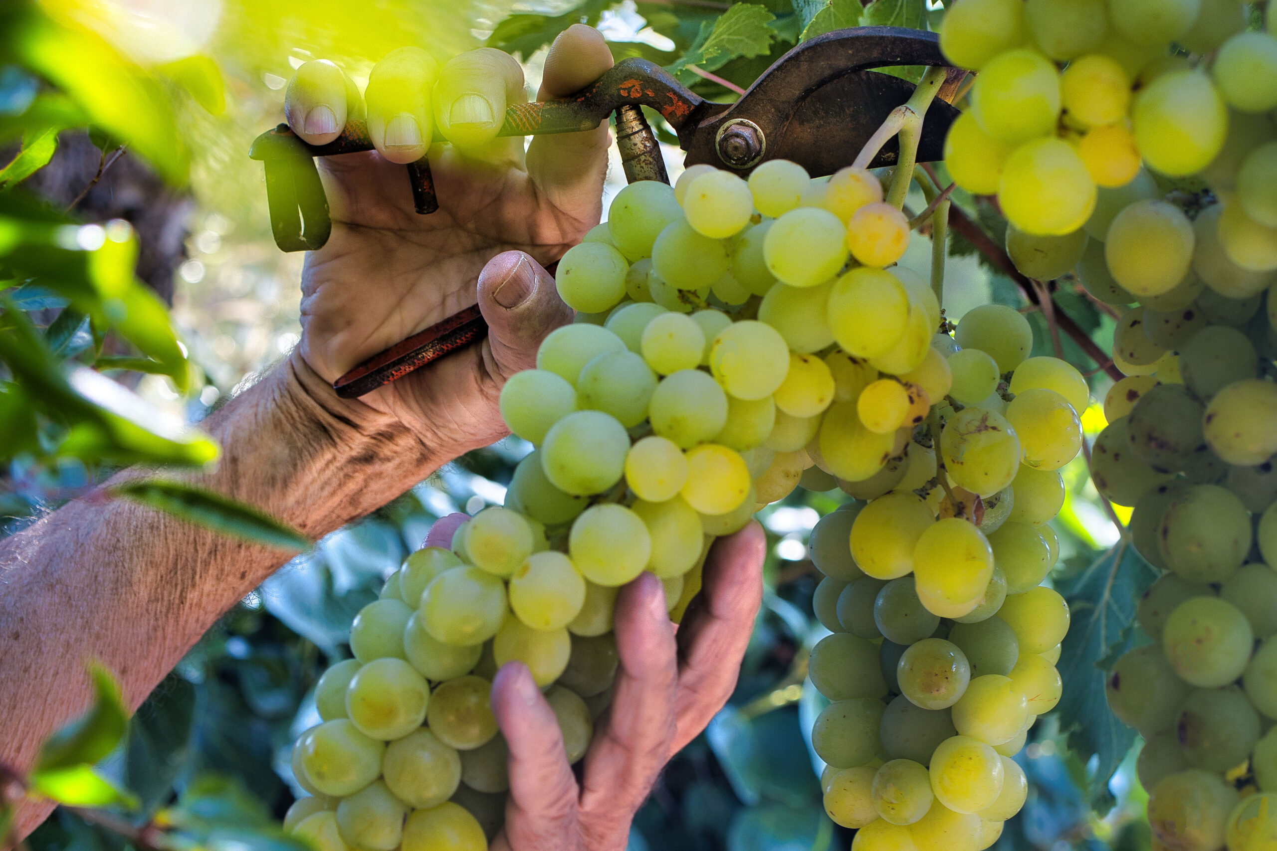 A close-up shot of male hands pruning the grapevines with bunches of ripe delicious green grapes