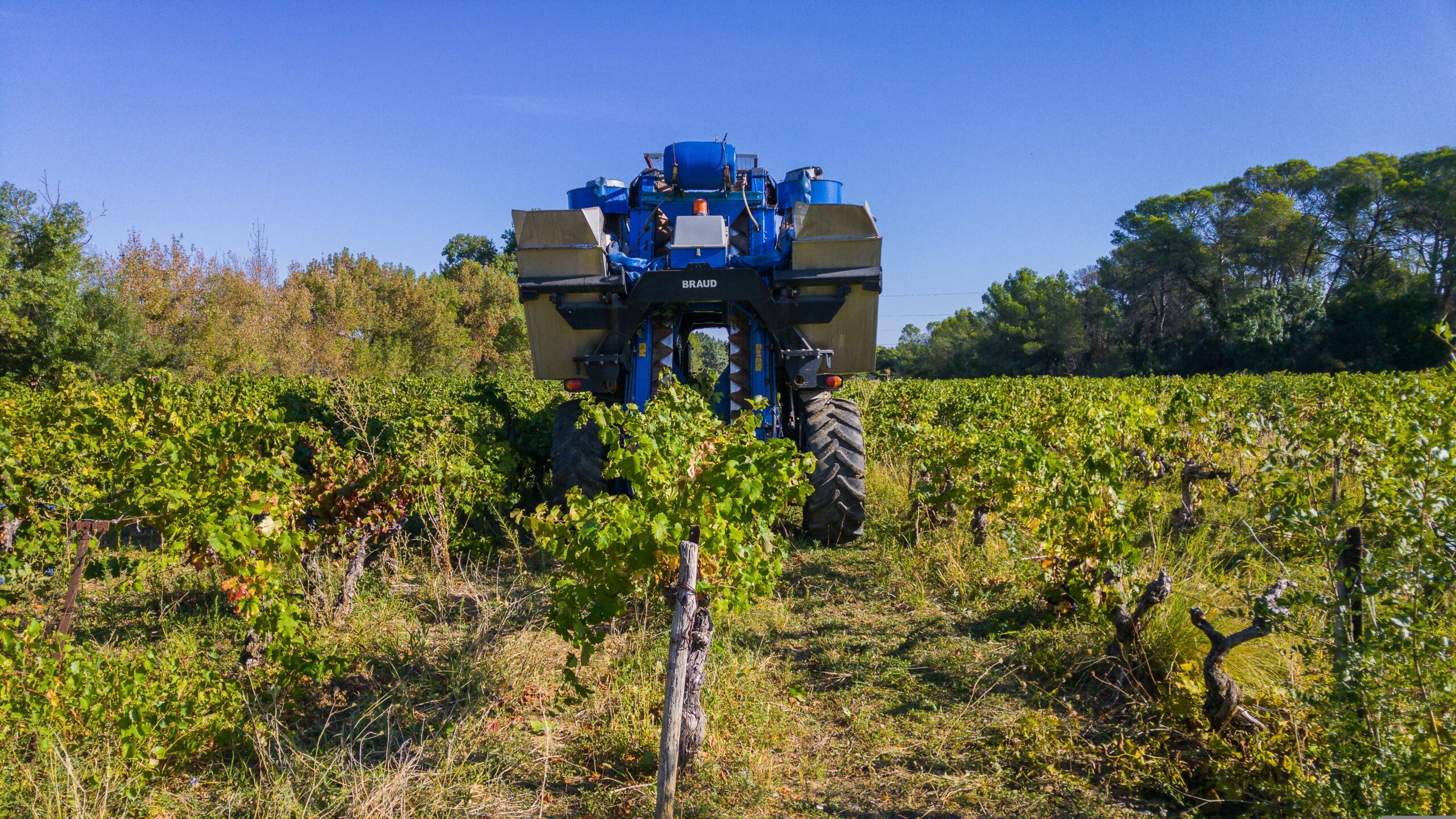 Grape harvest, Grape harvester, Agricultural machine image.