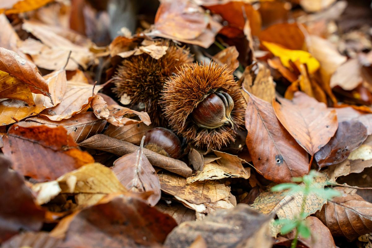 Fresh chestnuts in spiky husks among fallen autumn leaves on the forest floor.