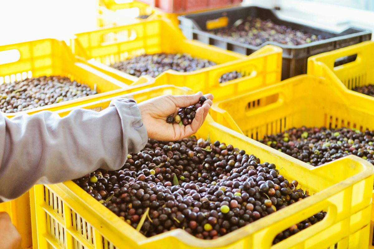 Freshly harvested olives being sorted by hand in yellow crates during the olive harvest.